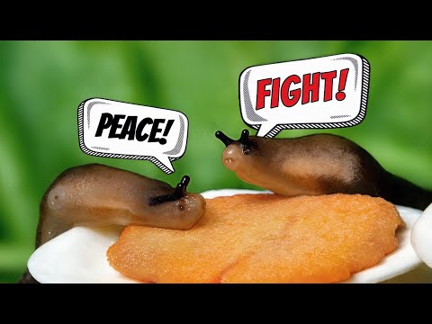 Why are my Pet Slugs so Angry? Funniest Scene Caught on Camera