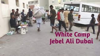White Camp Jebel Ali! White Camp Dubai! Labour life Dubai @Growwsignal-11