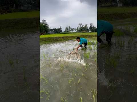 Unbelievable Rural Fishing Adventure | Giant Fish Caught Naturally