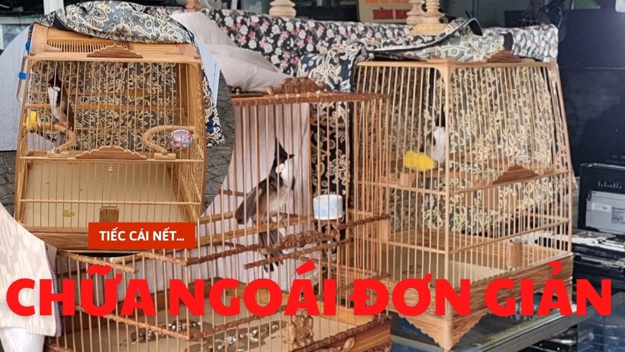 Gặp Chào Mào Gấu Chó| Nên Muốn Chữa Lổi Ngoái Cho Em| Chào Mào Đam Mê Tìm Cách Chữa Lổi Chim Thi Dàn