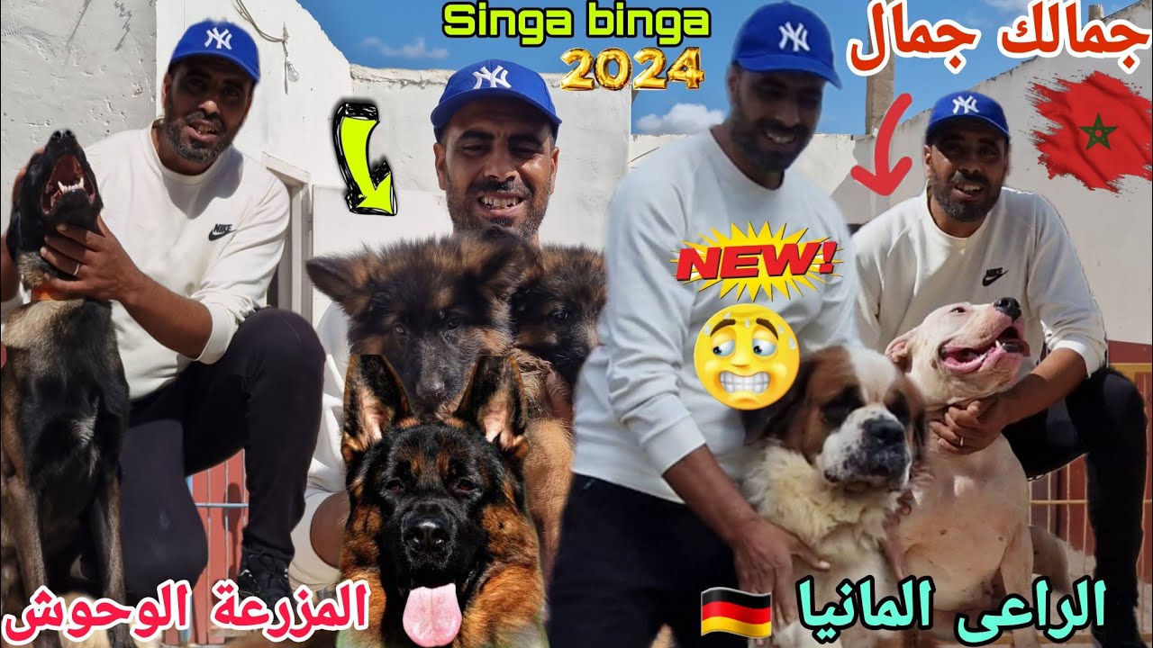 مباشرة وحصريا 🇲🇦قلب حد السوالم مع ابطل واستاد عبدالقادر واحسن انواع الكلاب الحراسة الراعى المانيا 🇩🇪