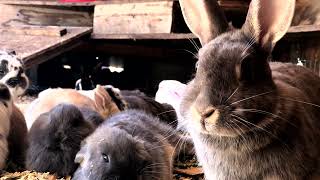 006 | Baby BUNNIES 🐰♌️ LEO Bunny COLONY ♌️🐰 ADORABLE Rabbits by Cosmic BUNNIES 100 views 1 year ago 1 hour, 37 minutes