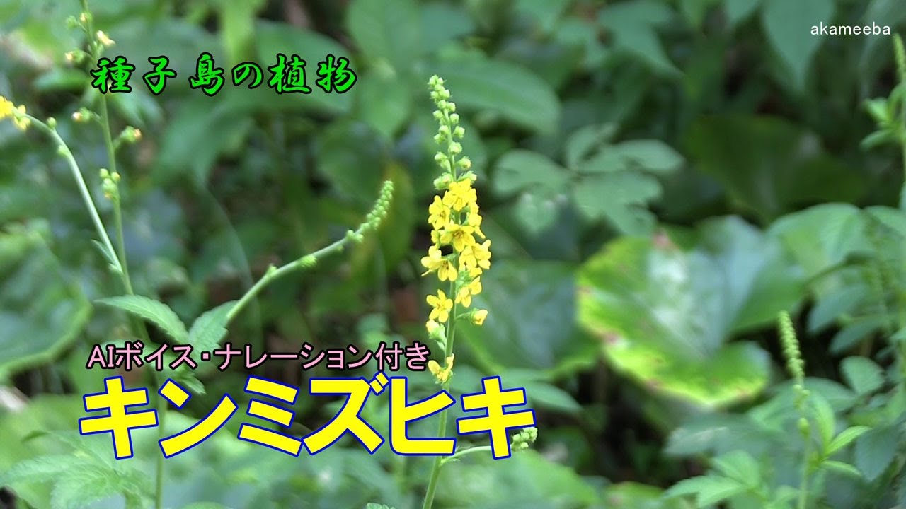 キンミズヒキ 初秋のころ枝先に細長い総状花序をつけ黄色の花を密に咲かせた開花風景令和4年 Aiボイスナレーション付き 種子島の植物 Youtube