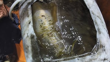 CÂU MỰC CÔN ĐẢO - Chuyến Câu Mực Lớn P1 |Câu Mực Biển Tây #44