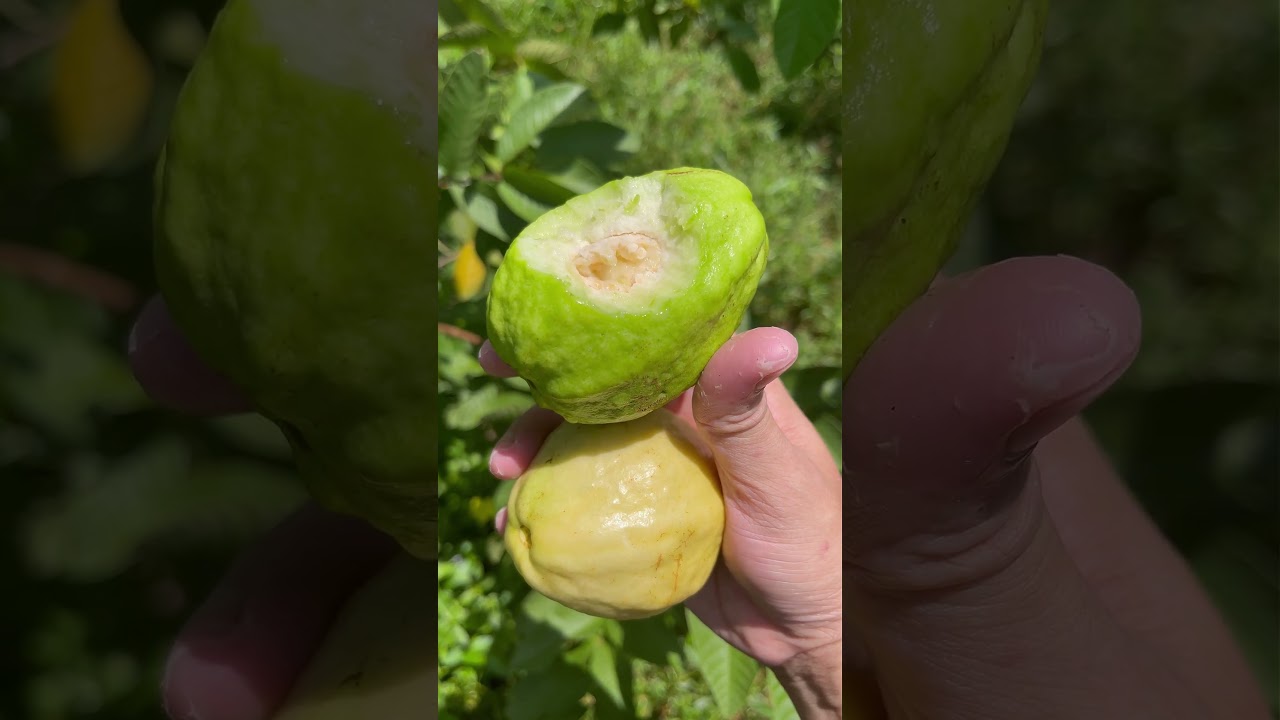 Beautiful Nature with Rural Life - Harvest red banana, corn, gac fruit, unripe mango, guava, coconut