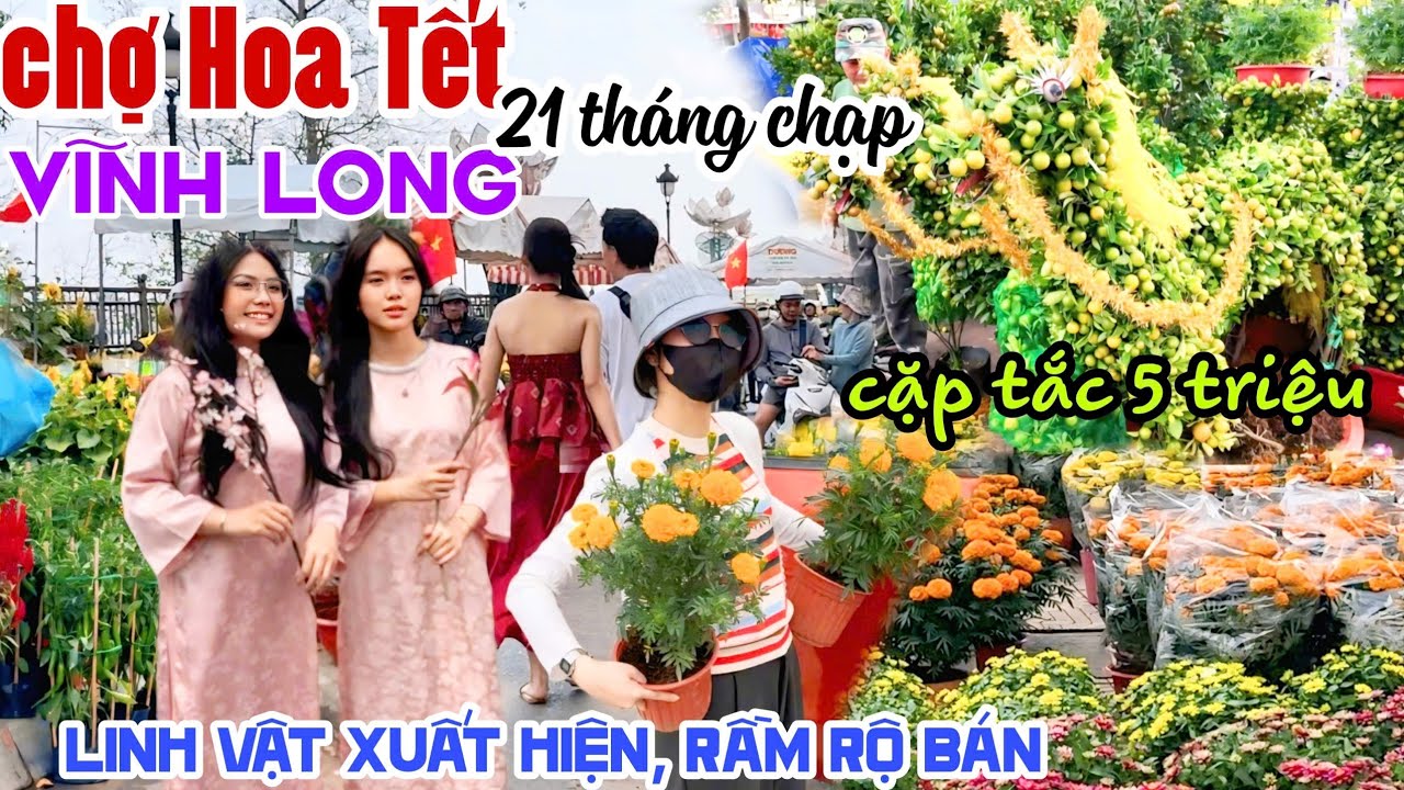 KHỦNG CẶP TẮC TỨ QUÝ LINH VẬT NGỰA 5 TRIỆU XUẤT HIỆN CHỢ HOA TẾT VĨNH LONG 2026 MUA BÁN TẤP NẬP KPVL