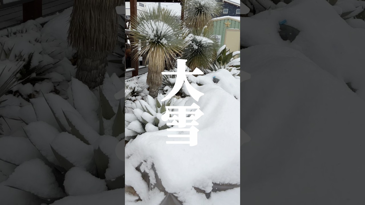 【寒波】ドライガーデンに大雪！アガベに大打撃か！？？