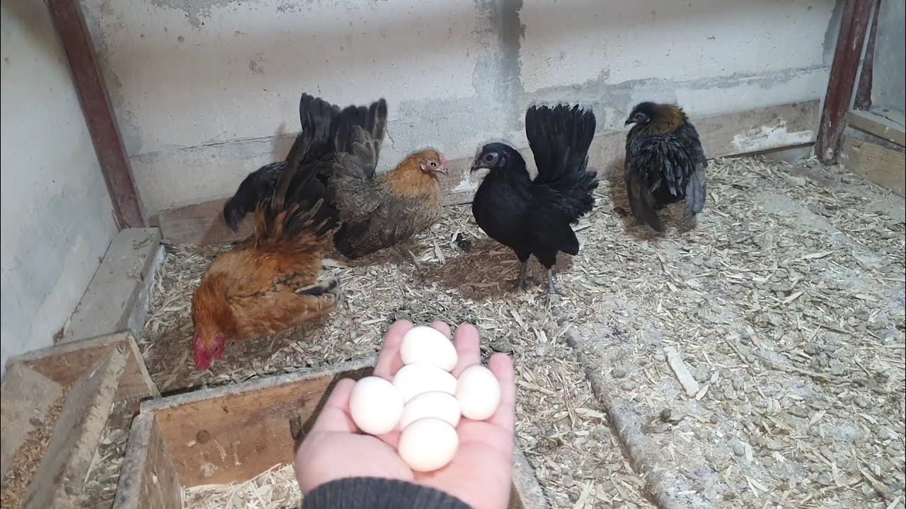 4 SERAMA KARDEŞLERDEN HARİKA SÜPRİZ ve KÜMES SON DURUM @ResulHOY #yumurta #serama #tavuk 