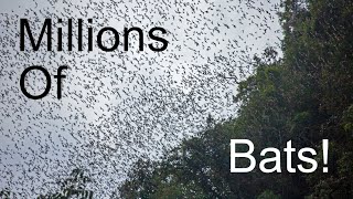 MILLIONS Of Bats Exit Deer Cave
Millions of bats exit Borneo’s Deer Cave every night on their hunt for insects. There are about 12 species of bats that live in the cave, and 2 to 3 million of them live there at any given time.
It was spectacular to watch them come out. It was like a “firehose of bats”. The exodus lasted about half an hour or so, and this video only contains some highlights. I witnessed the bats flying on 2 nights, and everything in this video is from just one of those emergences. If the weather is bad and there’s lots of rain, the bats won’t fly because the insects aren’t out.
Deer Cave, one of the largest in the world, lies in Mulu National Park in Malaysian Borneo, not far from the border with Brunei.
Copyright: George Kourounis
www.furiousearth.com MILLIONS Of Bats Exit Deer Cave