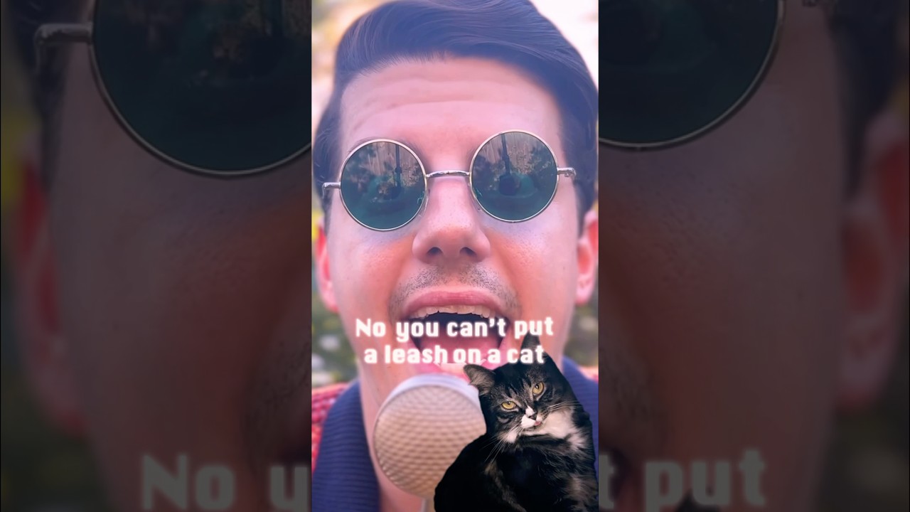 Finally, a bossa nova cat anthem 