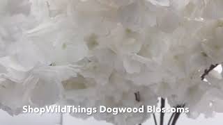 ShopWildThings White Dogwood Flower Blossom Branches