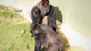 สิ่งเล็กน้อยกลายเป็นการต่อสู้ที่ยิ่งใหญ่ | ครอบครัว Shabani | กอริลลา