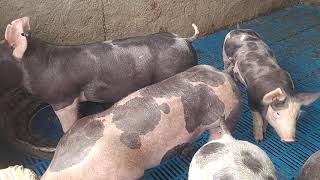 Peso De Um Leitão Pietrain Po Com 68 Dias De Vida.