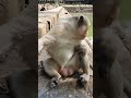 Wildlife monkeys in Amber troop #babyanimal #babymonkey #babyprimate