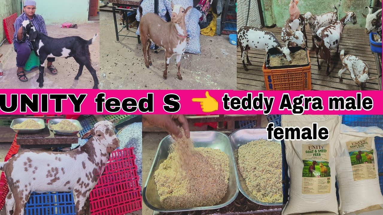 Ak goat farm per super  teddy Agra male female available Unity feed best quality  available in Hyde