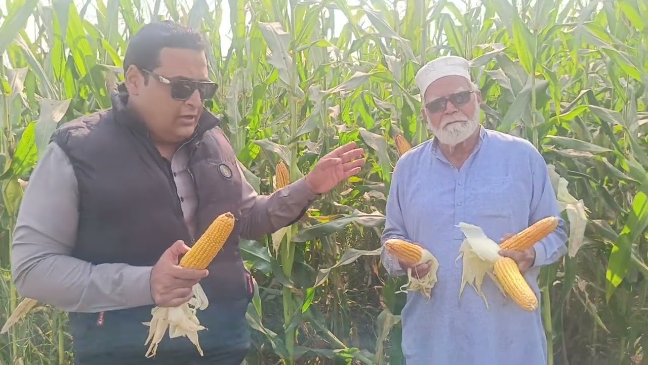 Hybrid corn 6440 import by Rachna Agri business 