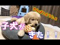 ゴールデンレトリバーの子犬がうちにやってきた。GoldenRetriever Puppy