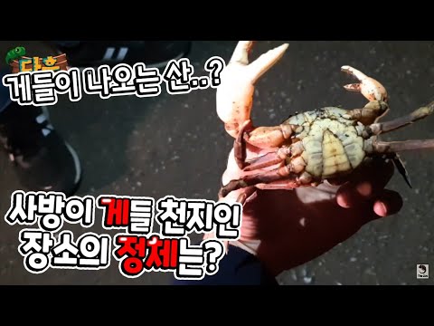 산속에서 손바닥만한 게를 주웠습니다. 여기는 사방에서 게들이 뛰어다닙니다