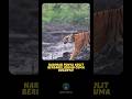 Bukan Cuma Bulunya! Kulit Harimau Pun Bergaris!!