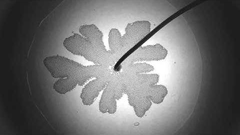 Viscous fingering with foams