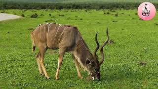 Deer Grazing In The Field Beautiful Video