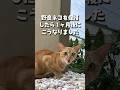 野良猫を保護したら1ヶ月後にこうなりましたｗ #shorts