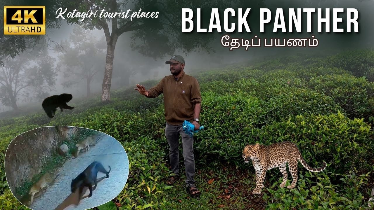 🔥Black Pantherரை தேடிப் பயணம் 