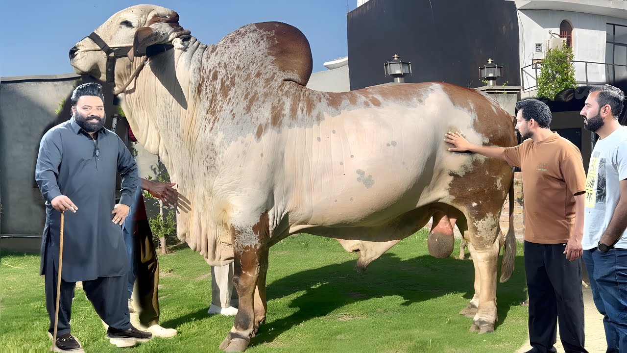 Pakistan Baba Rind Baba Saleem Challenge Accepted by Farrukh Cattle Farm Rustam e Pakistan ...