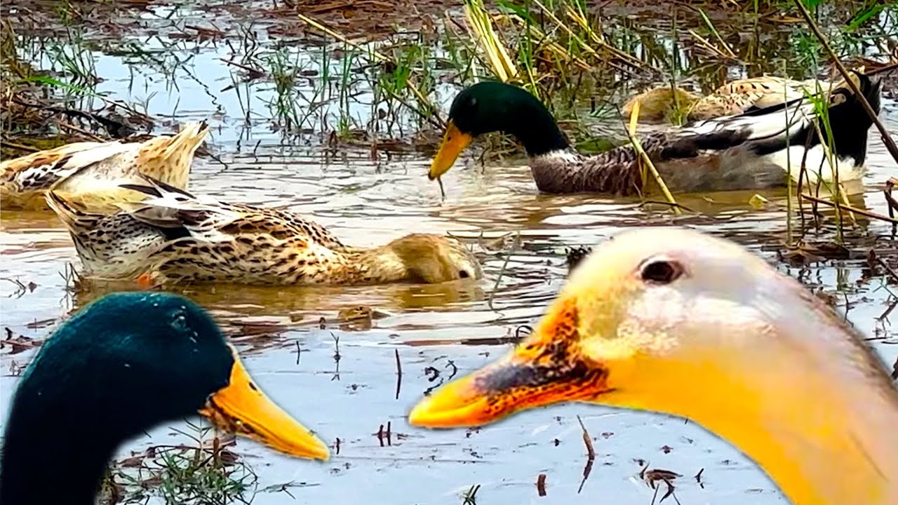 Ducks in the fields looking for food - Duck nature | Duck Relaxing