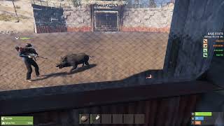 Pov Your Teammate Gets Destroyed By A Pig Rust