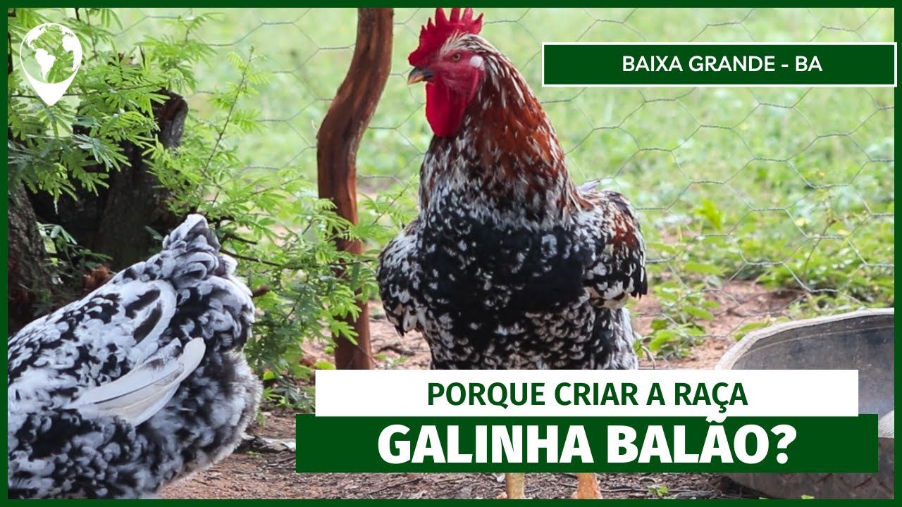 Baixa Grande: O BERÇO da Galinha Balão e sua PRESERVAÇÃO | E16