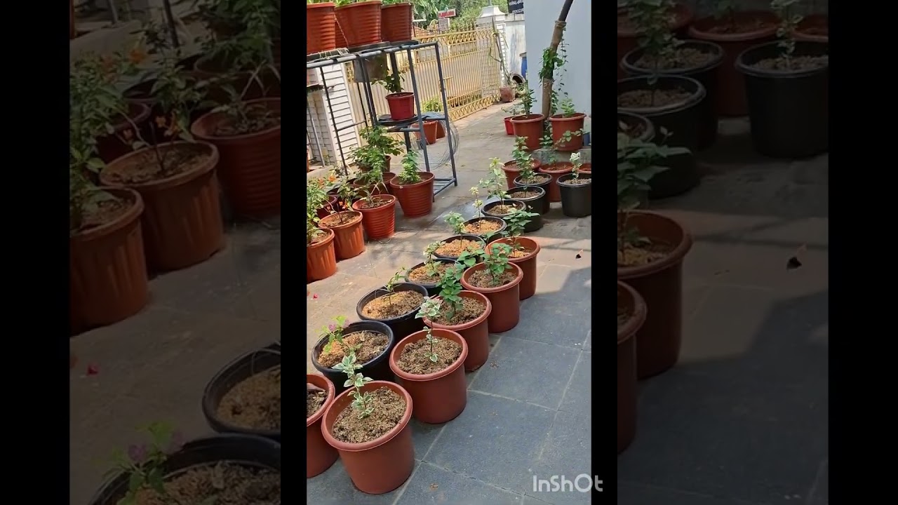 Dragon fruit farming 