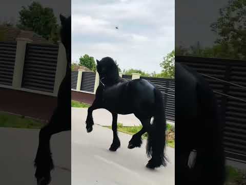 انزل يمدلع Viral Horse خيل Yotubeshorts اكسبلور 