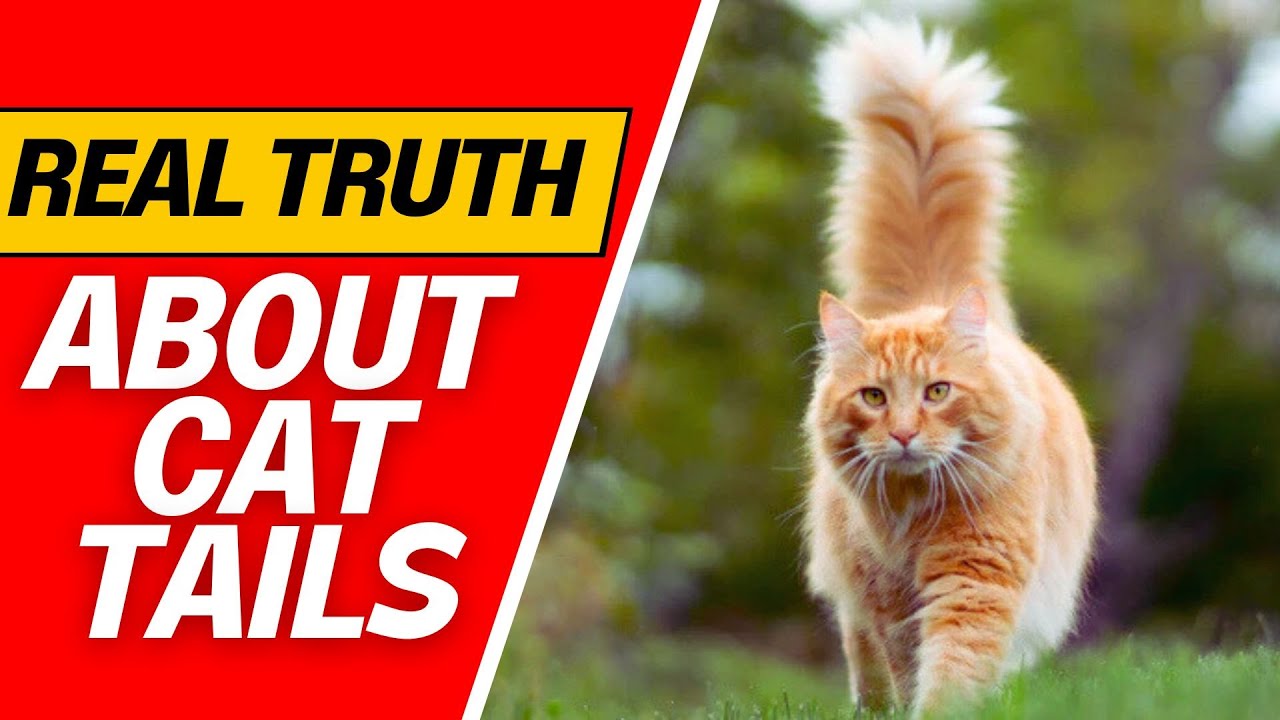 Why Is Your Cat Wagging Its Tail? 🐱The Shocking Truth! 😱