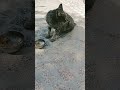 #cat #suncats #funnyanimals #funny #comedy #comedysc #pashto #comedyforever #youtubeshorts