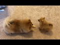 tiny pomeranian puppy barking running cute puppy