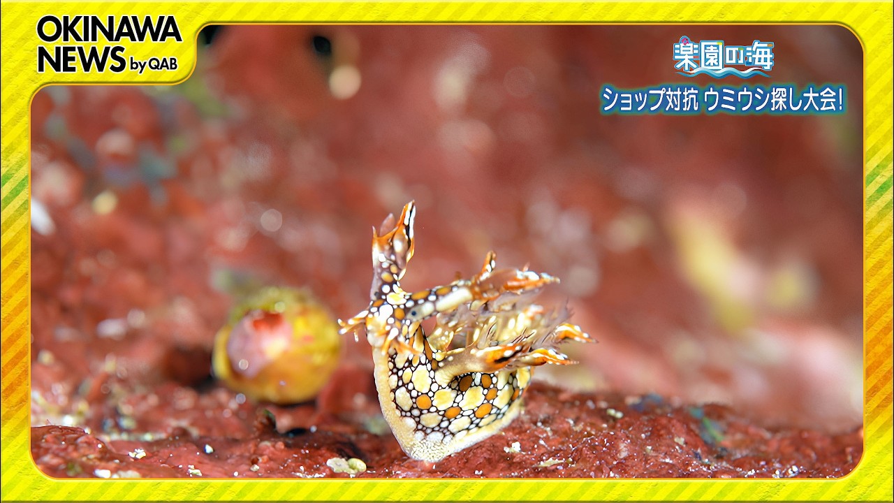 楽園の海 ショップ対抗 ウミウシ探し大会！ - YouTube