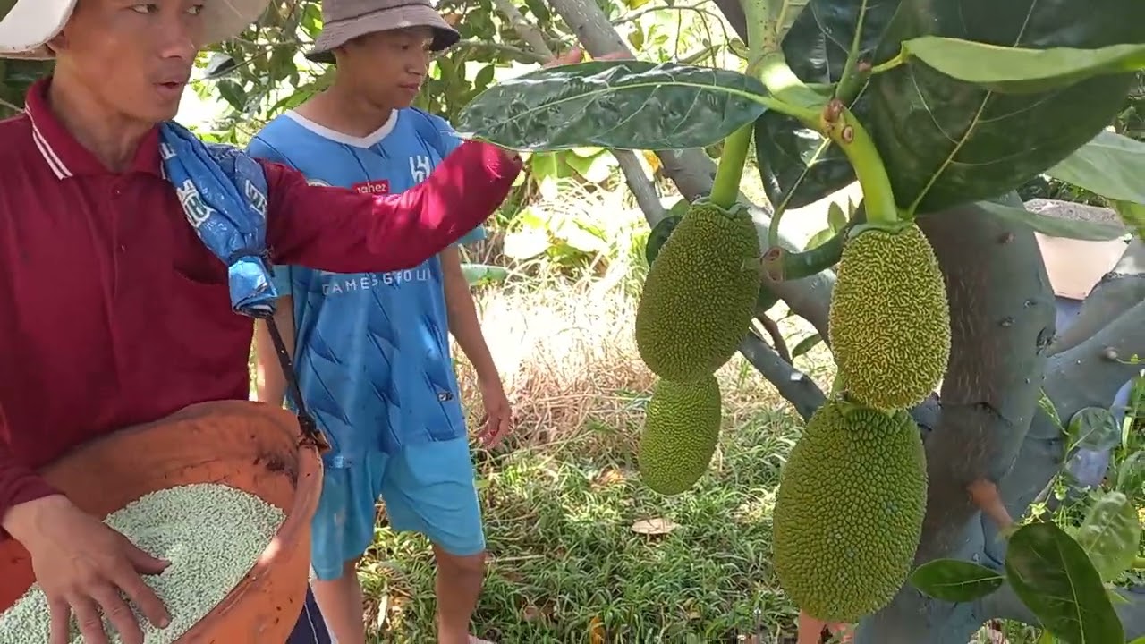 chia sẻ cách em dãi  phân nuôi trái mít nha cả nhà