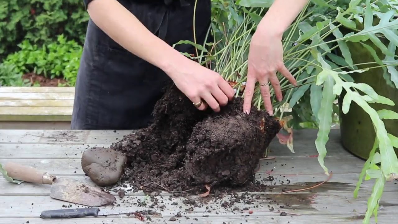 Phlebodium Blue Star  - Divide and Re-Pot