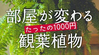 【おすすめ観葉植物】たったの1000円程度でインテリアをガラッと変える方法