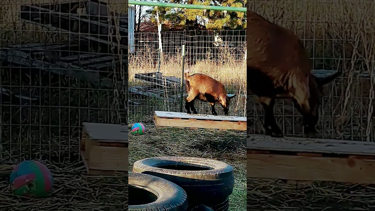 Hazel on the swing!!! 