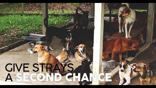 Give Strays A Second Chance - A Documentary Project