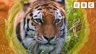 How will the tigers REACT to their new home?! | One Zoo Three | CBBC