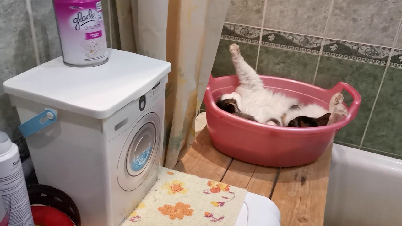 Спят в ванной... - YouTube