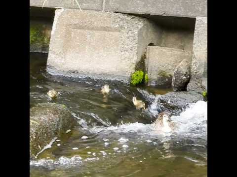 あれ?ヒナが足りない…母が止まった理由