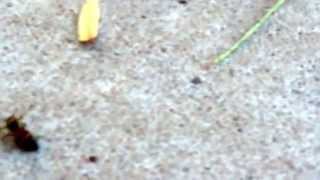 Break Dancing Bee