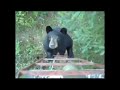 Man Talks Bear out Of Attacking Him ©