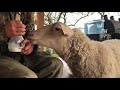Pet dairy sheep rosie acts just like a dog 