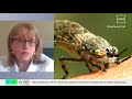 Надвигается «комариная буря»: чем опасны укусы мошек, слепней и как защитить себя в парках?