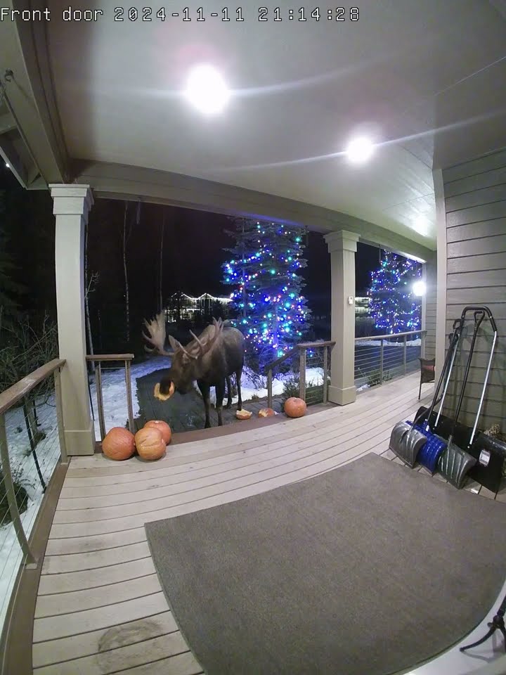Moose Munches on Halloween Pumpkins || ViralHog